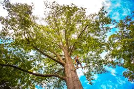 Best Tree and Shrub Care  in Searles Valley, CA