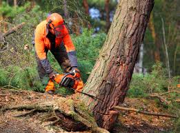 Best Storm Damage Tree Cleanup  in Searles Valley, CA