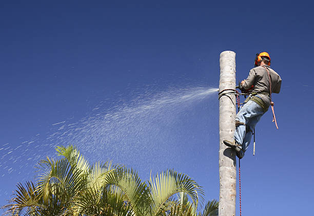 Best Tree Cabling and Bracing  in Searles Valley, CA