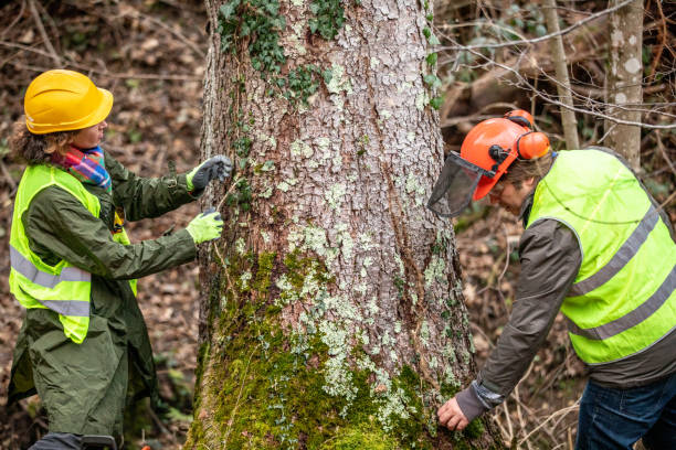 Trusted Searles Valley, CA Tree Removal Services Experts