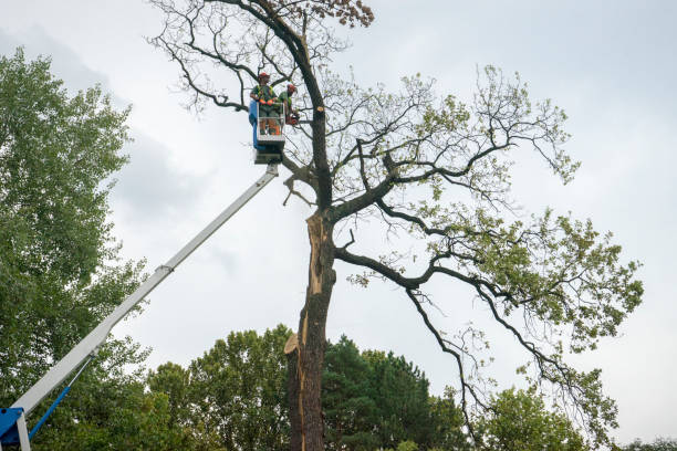 Best Firewood Processing and Delivery  in Searles Valley, CA