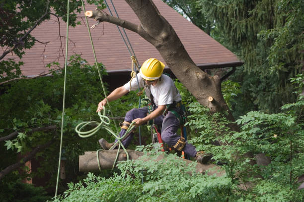 Best Root Management and Removal  in Searles Valley, CA