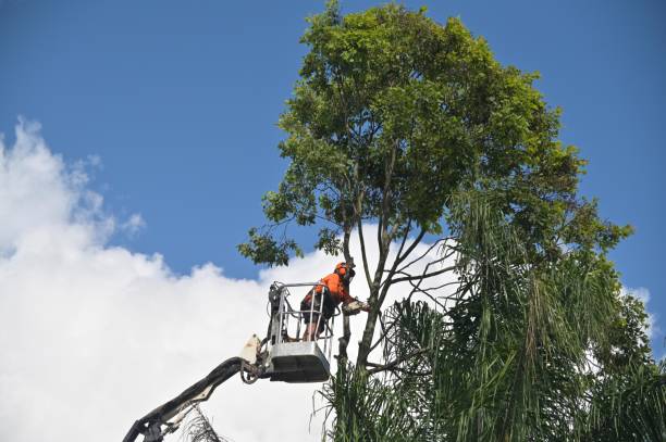 Best Tree Health Inspection  in Searles Valley, CA