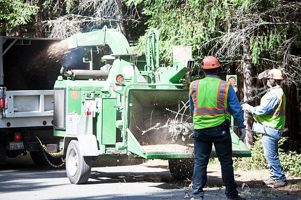 How Our Tree Care Process Works  in  Searles Valley, CA